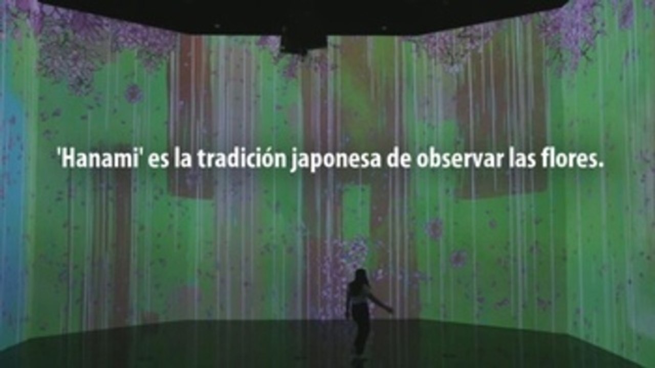 Hanami: Más allá de florecimiento