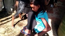 How to milk taken for goat,five thousand rupees 1 kg milk