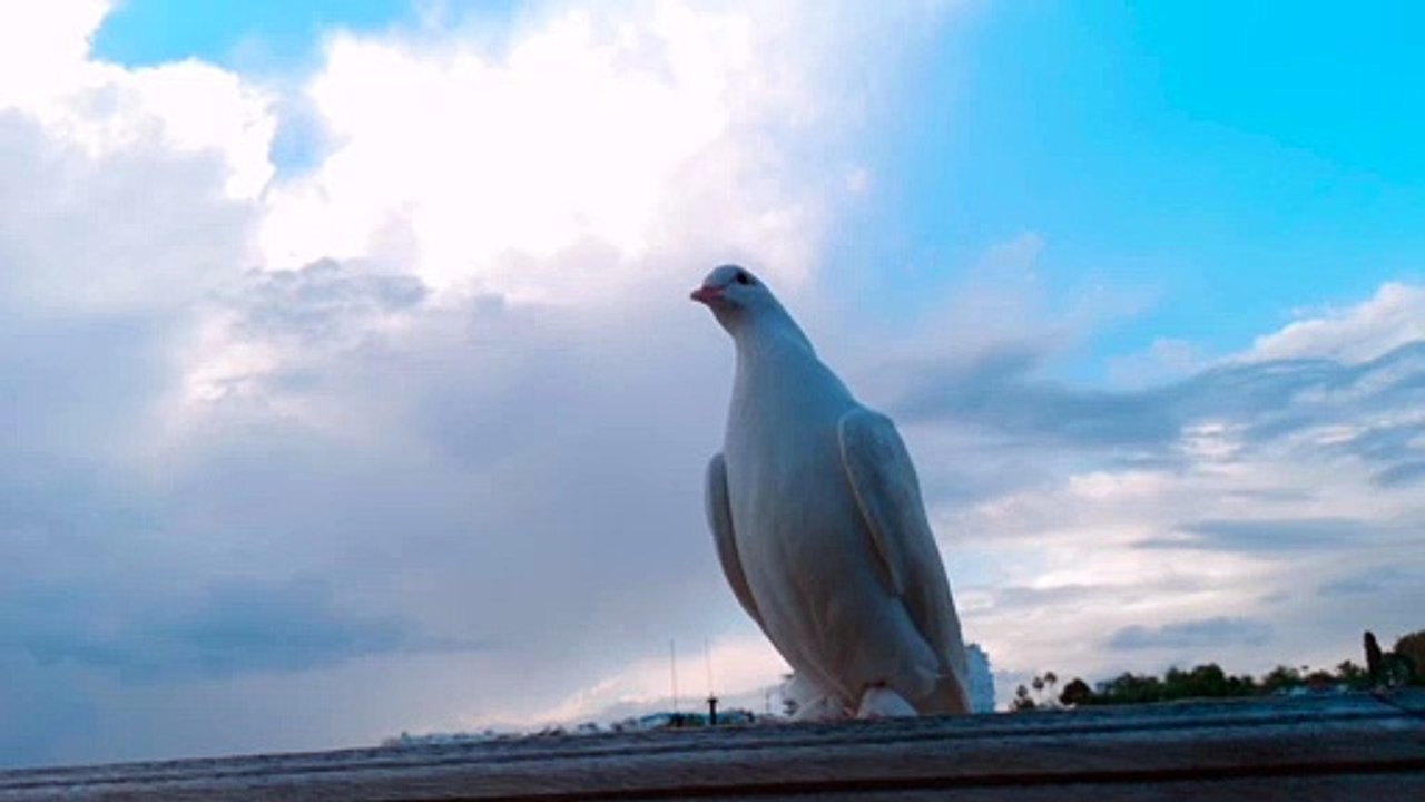 Pigeon - 31460