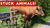 Animals Stuck In Stuff & More of the Funniest Moments & Bloopers of 2017 _ Funny Pet Videos