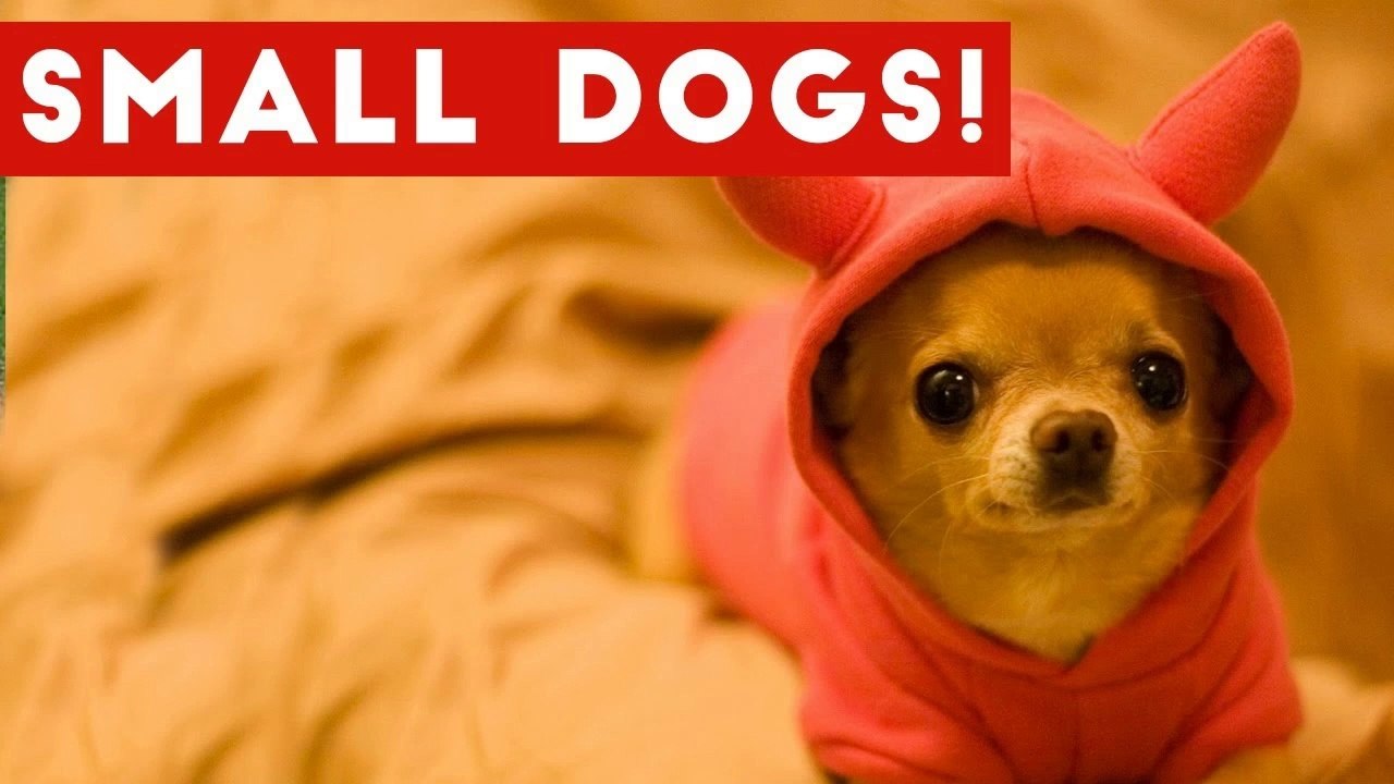 Funny Small Dogs With Big Attitudes Compilation 2017 _ Best Funny Dog ...