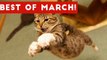 Funniest Pet Reactions & Bloopers of March 2017 _ Funny Pet Videos