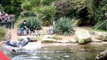 Zoo Keeper Feeding Penguin in Dublin Zoo