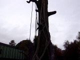 Black monkey swinging over the big tree in Dublin Zoo