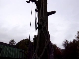 Black monkey swinging over the big tree in Dublin Zoo