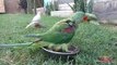 Parrot Laying Egg in Water__