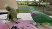 Ringneck Parrot Feeding Alexandrine Parrot