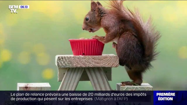 Ces incroyables clichés d'écureuils capturés par un photographe belge