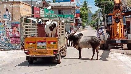 Bull chases caravan carrying cow mate, and both reunite in heartwarming moment in India