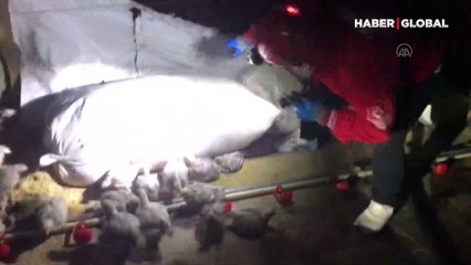 Sakarya'da çiftlikte çıkan yangında 30 bin tavuk öldü