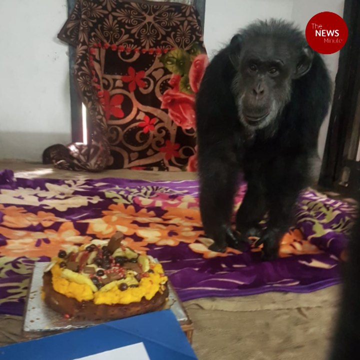Hyderabad Zoo's Chimpanzee celebrates a special  birthday