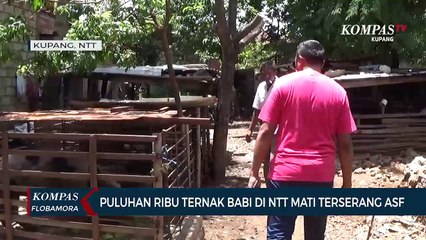 Puluhan Ribu Ternak Babi di NTT Mati Terserang Virus ASF