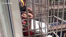Chinese firefighters rescue girl hanging from fifth-floor window