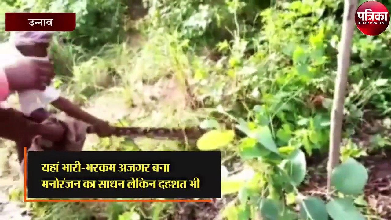 यहां पर भारी-भरकम अजगर बना मनोरंजन का साधन लेकिन दहशत भी
