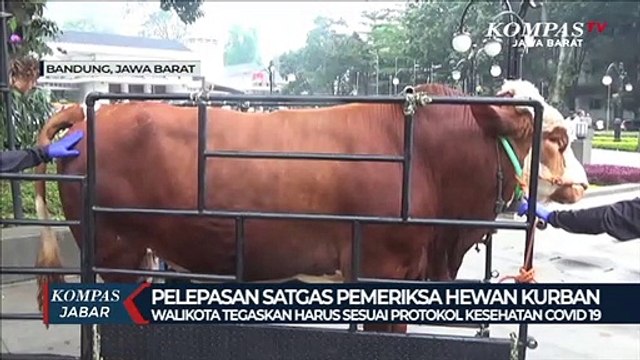 Mereka Siap Cek Sapi, Kambing dan Domba Tetap Sehat