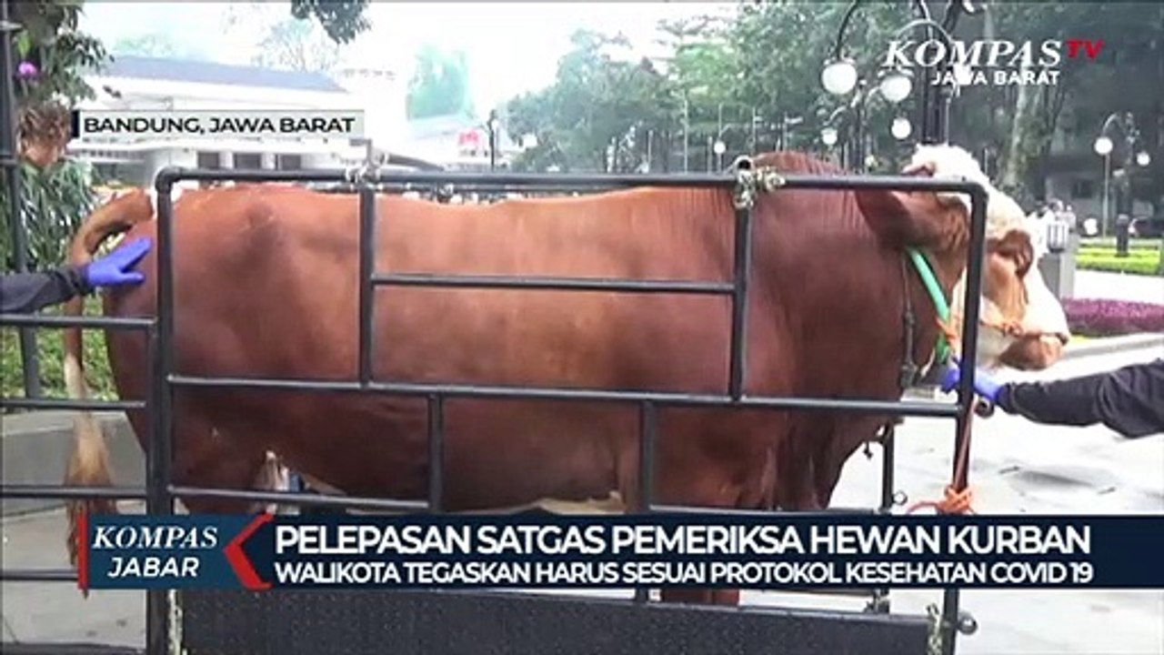 Mereka Siap Cek Sapi, Kambing dan Domba Tetap Sehat