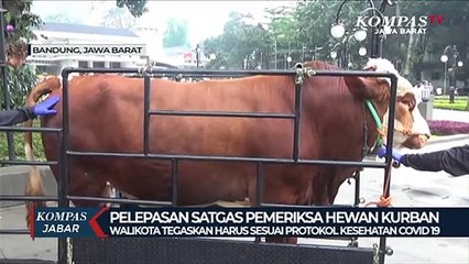 Mereka Siap Cek Sapi, Kambing dan Domba Tetap Sehat