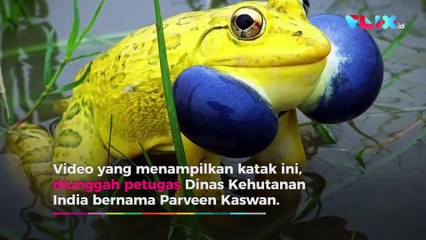 Katak Berwarna Kuning Lemon, Spesies Apa Ini?