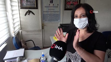 Odaya giren ebabil kuşu görenleri şaşkına çevirdi