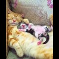 Animals Mothers - beautiful, happy and meaningful moment of animal family - kiki tv 3