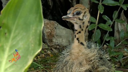 رغم كل مضاره.. انعكاسات إيجابية لكورونا على حديقة الحيوانات بفلسطين