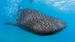 'A privilege': Swimming with endangered whale sharks in Qatar