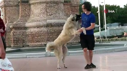 Taksim'de vatandaşın sokak köpeğiyle imtihanı kamerada