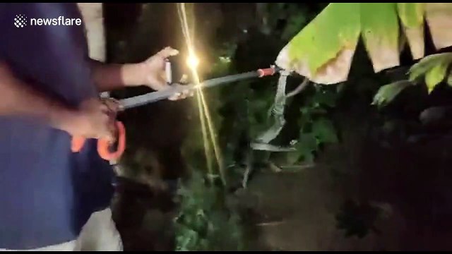 Indian cobra regurgitates eggs swallowed at farmer's house