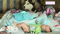 cute baby and pets - The dog's reaction to the baby for the first time is super fun
