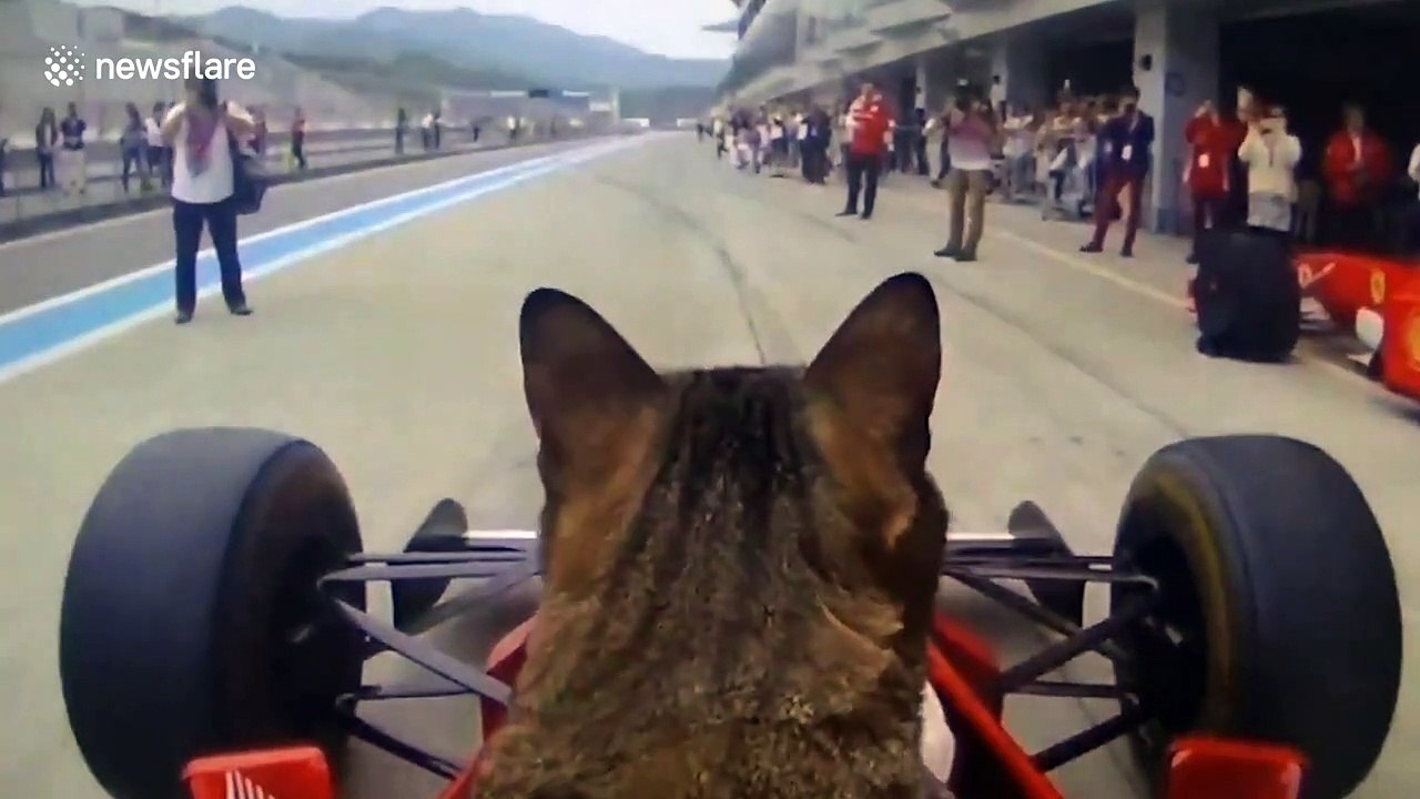 Pet cat 'drives' Ferrari F1 race car round circuit in Japan - video ...
