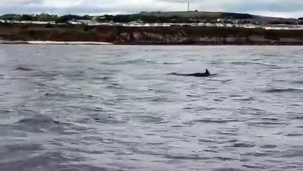 Dolphins swimming off the Berwick coastline