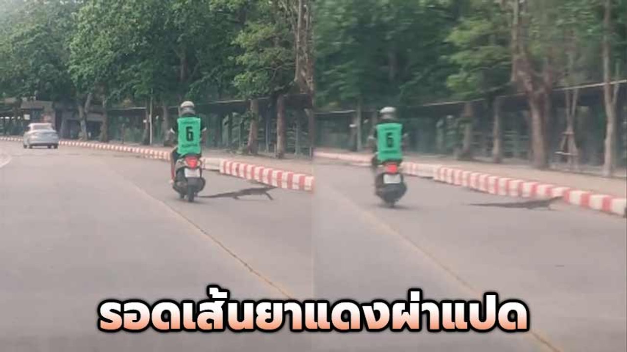 สาวกรี๊ดแตก !! ตัวเงินตัวทอง วิ่งตัดหน้ามอเตอร์ไซค์ หวิดเหยียบตายอนาถ