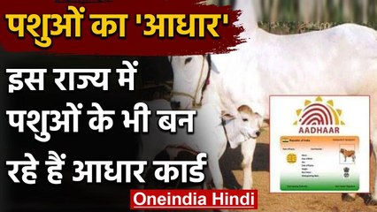 Cow And Buffalo को भी मिलेगा आधार कार्ड, यूनिक नंबर से मिलेगी अलग पहचान | वनइंडिया हिंदी