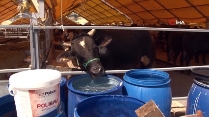 İstanbul’da kurbanlıklar çadırları doldurmaya başladı