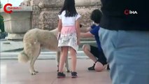 Önce sevdi, sonra kaçtı: Taksim'de yurttaşın  köpekle imtihanı