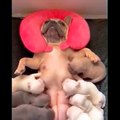 Funny and Cute French Bulldog Puppies Compilation #1 - Most Funny Dogs