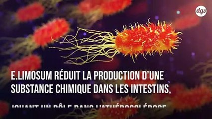 Découverte d'une bactérie intestinale qui réduit le risque cardiovasculaire