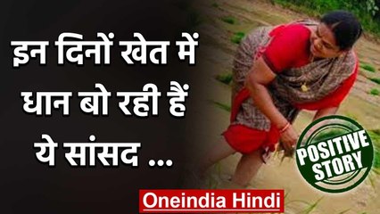 Phulo Devi Netam : इन दिनों खेत में धान बो रही हैं कांग्रेस सांसद वनइंडिया हिंदी