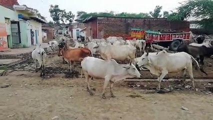 सड़कों पर छुट्टा जानवरों के जमावड़े से परेशान है ग्रामीण