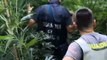 Teramo - Sequestrata maxi piantagione di marijuana a Sant'Omero (16.07.20)