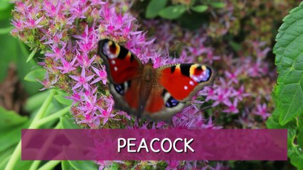 Top British butterflies