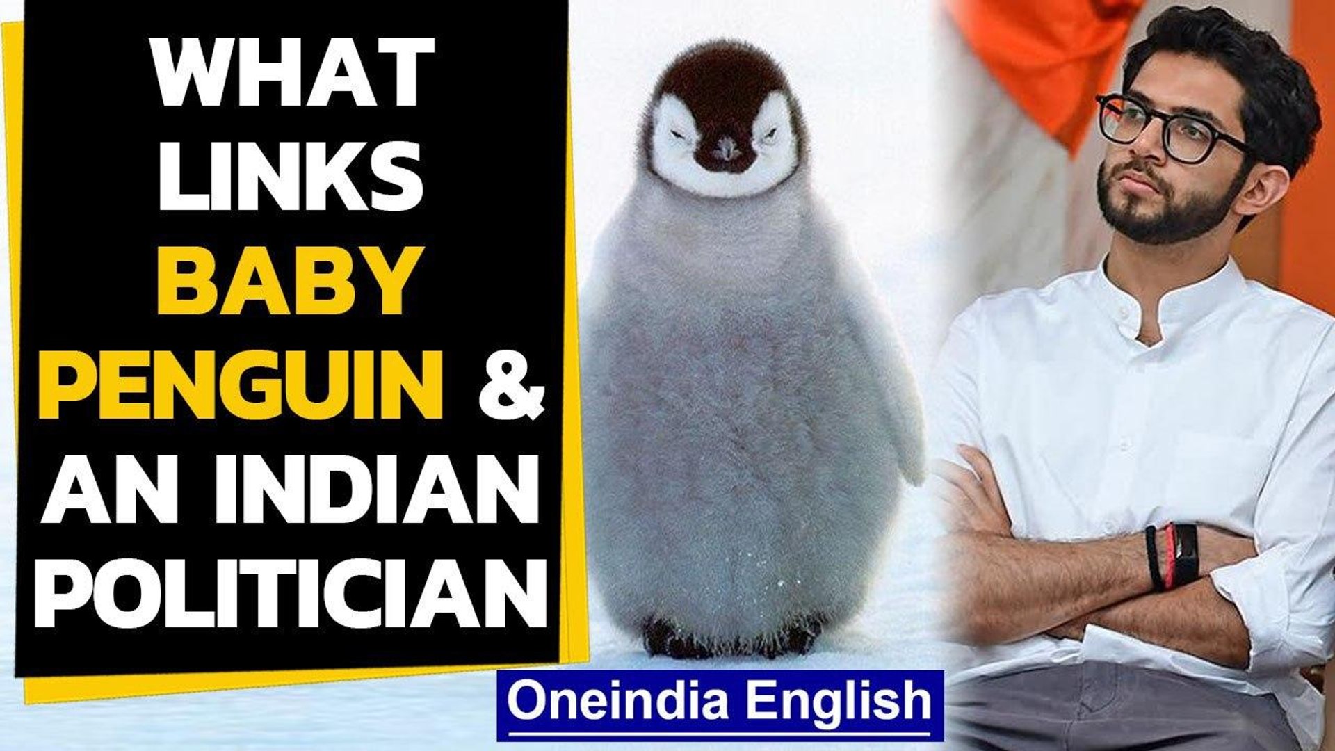 Baby Penguin And Indian Politician Why Is It Offending To ditya Thackeray Oneindia News Video Dailymotion