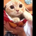 AWW CUTE BABY ANIMALS Videos Compilation cutest moment of the animals - Soo Cute #40