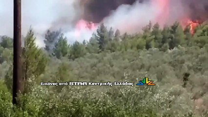 Φωτιά στο πευκοδάσος του Θεολόγου