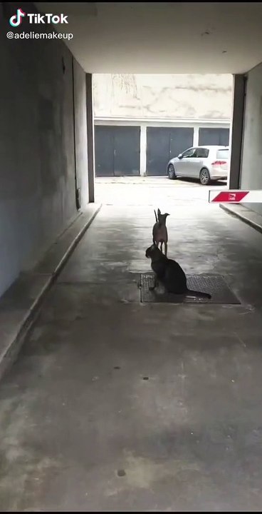 Un chien danse devant un chat