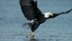Bald Headed Eagle catches salmon || बाल्ड हेडेड ईगल सलमान मछली को पकड़ता है