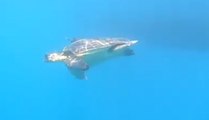 Eboli (SA) - Dopo le cure torna in mare una tartaruga 