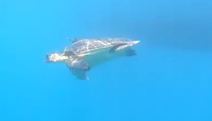 Eboli (SA) - Dopo le cure torna in mare una tartaruga "Caretta Caretta" (16.07.20)