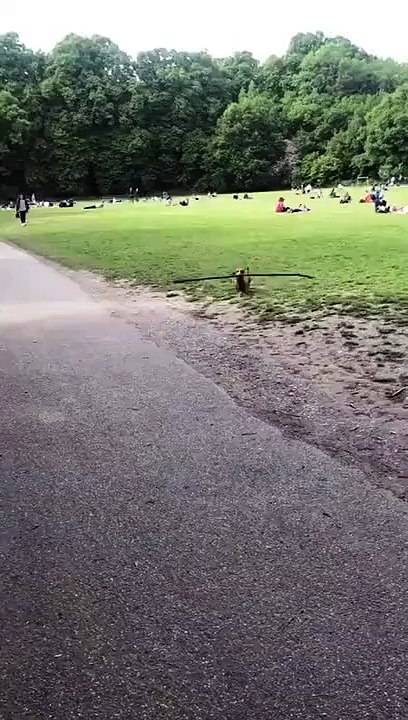 dog coming through