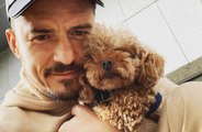 Orlando Bloom distrutto, è scomparso il suo amatissimo cane: appello disperato